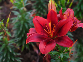 Fototapeta premium Beautiful dark red lilies with bright vibrant orange stamen with green leaves background