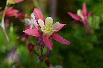 Aquilegia flower in red and white.
