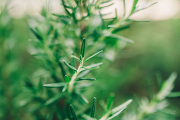Fresh Rosemary Herb grow outdoor. Rosemary leaves Close-up.