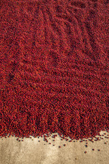 Coffee beans drying in the sun. Coffee plantations at coffee farm