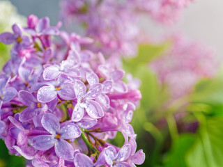 Flower composition. Branches of blooming lilacs are lit by the sun. Gray background. A closeup view.