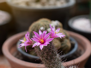 Pink of cactus flowers, Mammillaria Beneckei variegata
