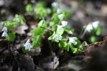 white primroses in spring forest