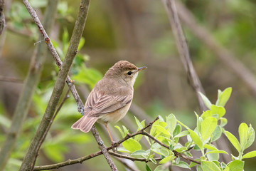 Booted warbler iduna caligata sitting on branch of tree back view. Cute little meadow songbird in wildlife.