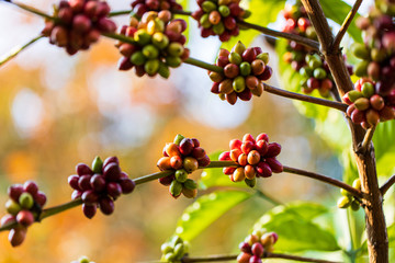 Coffee beans ripening on tree in North of thailand