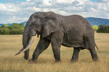 Fototapeta na wymiar African bush elephant walks across grassy plain