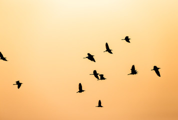 Flock of Birds silhouette in the sky at sunset