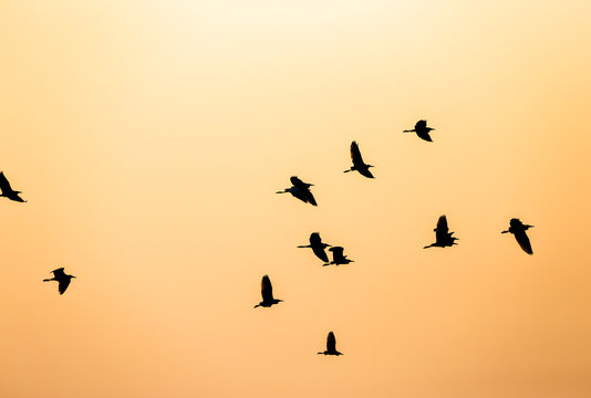Flock of Birds silhouette in the sky at sunset