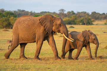 Fototapeta na wymiar African elephant and calf walk across savannah