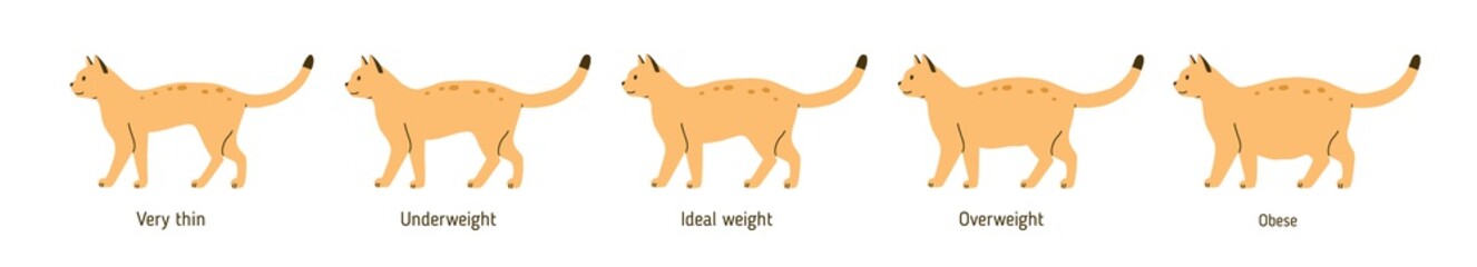 Set of cat body condition vector flat illustration. Colorful cute pet very thin, underweight, ideal weight, overweight and obese isolated on white. Different domestic animal shapes with inscriptions