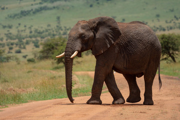 African elephant crosses dirt track in sun