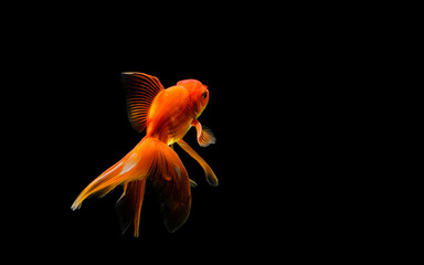 goldfish isolated on a dark black background