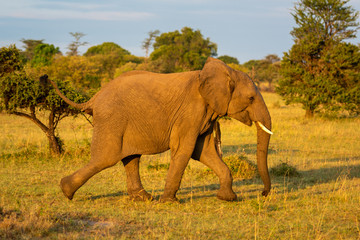 Fototapeta na wymiar African elephant runs past bushes in savannah