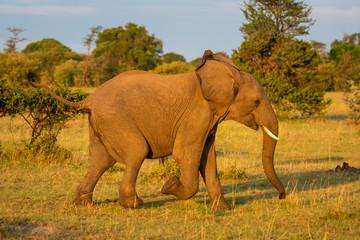Fototapeta na wymiar African elephant runs past bushes on savannah