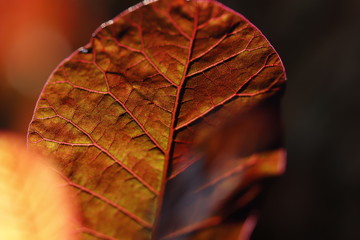 Blattadern im Sonnenlicht, rot, braun, Macro