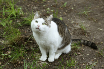 Naklejka na ściany i meble country cat outdoor closeup photo walking on green grass background