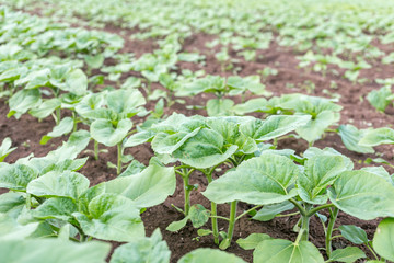 Sunflower field landscape. Fresh photography of green plants of the sunflowers at a clear rainy spring day. Selective focus.
