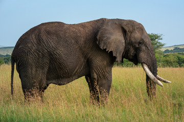 Naklejka na ściany i meble African elephant stands still in long grass