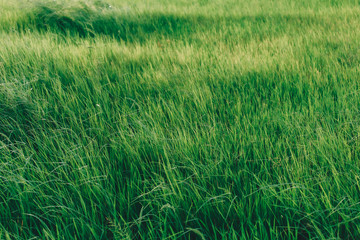 Nature green grass with bokeh background.
