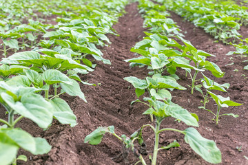Sunflower field landscape. Fresh photography of green plants of the sunflowers at a clear rainy spring day.