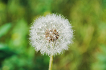 dandelion on the background of a blurred field
