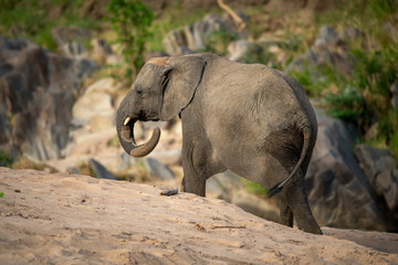 African elephant walks past rocks on sand