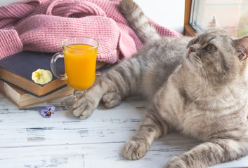 A glass of orange juice, old books and grey scottish straight cat. Free copy space.