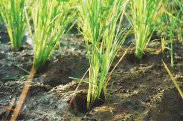 Young rice plant in the rice field.