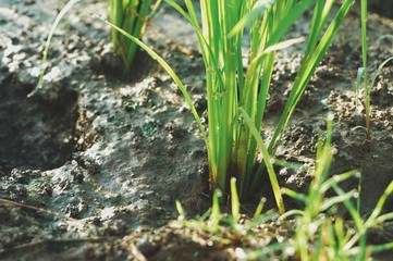 Young rice plant in the rice field.