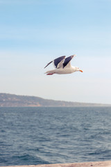 Beach Photos taken in Socal CA 