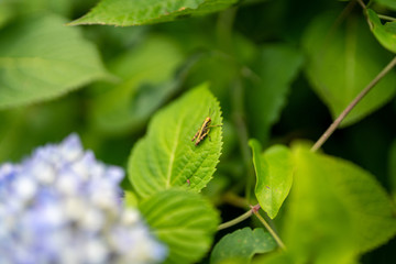 紫陽花とバッタ