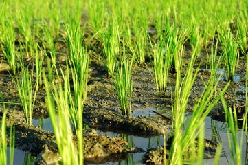 Young rice plant in the rice field.
