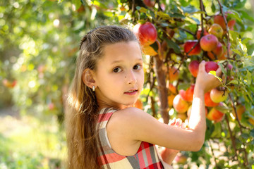 
Beautiful girl harvests apples. Apple orchard. The child holds apples and a basket with apples in his hands. A walk in the garden. Long-haired girl smiles and walks in nature