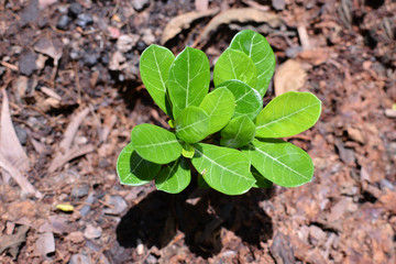 The azalea leaves are sprouting.