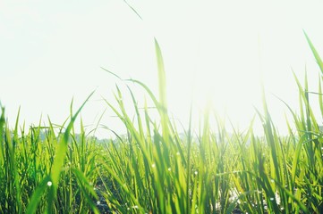 Young rice plant in the rice field.