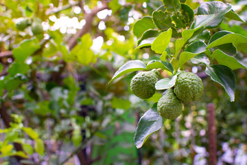 Fresh bergamot on a tree