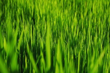 Young rice plant in the rice field.