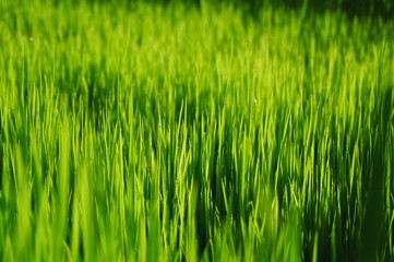 Young rice plant in the rice field.