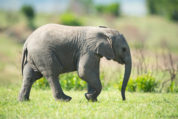 Baby elephant lifts foot while crossing grass