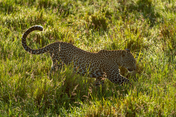 Backlit leopard crosses ditch in long grass