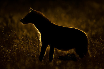 Naklejka premium Backlit spotted hyena stands in tall grass