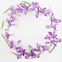 Fototapeta na wymiar spring summer purple and blue flowers of Siberian irises