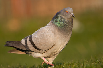 Obraz premium Pigeon