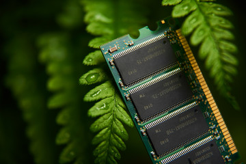 RAM memory chip on a green fern leaf
