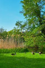 Group of greylag geese on a green meadow by the lake. (Anser anser domesticus)