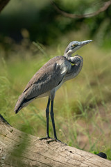 Black-headed heron stands on log in sunshine