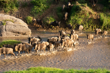 Fototapeta premium Blue wildebeest cross shallow stream in sunshine