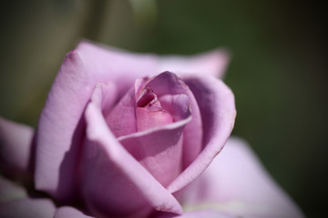 薔薇　バラ　ばら　薔薇の花　バラの花　バラの花バラの花のアップ　アップのバラ　