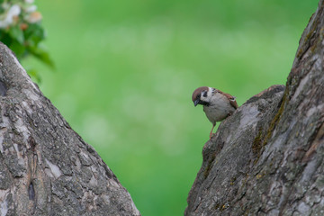 sparrow on a tree
