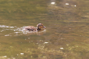 duck in the water